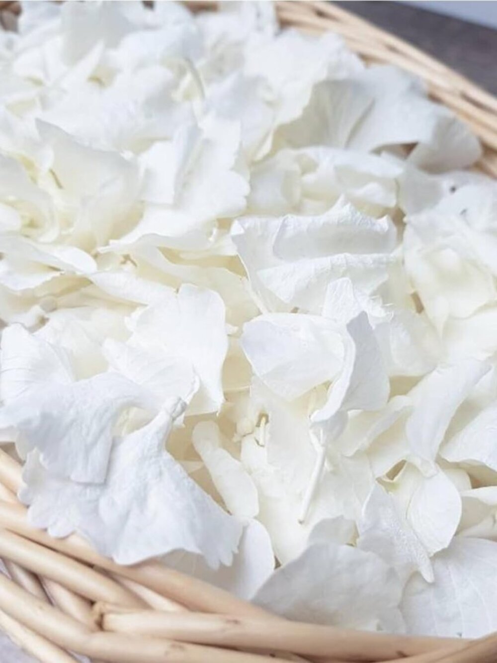 Real Dried Ivory White Hydrangea Flower Petals for Outdoor Wedding